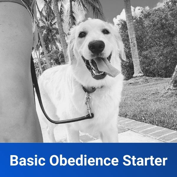 Basic Obedience Starter Off Leash K9 Training West Palm Beach