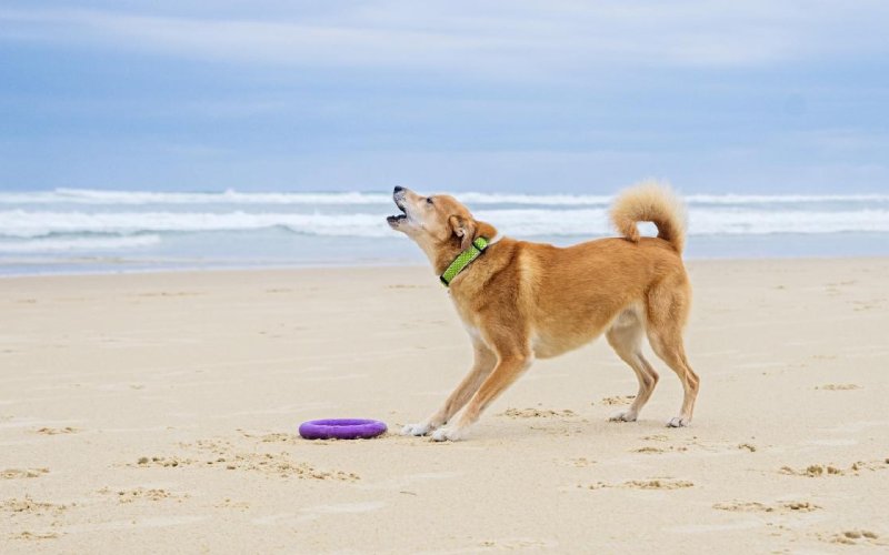 dog barking at the beach