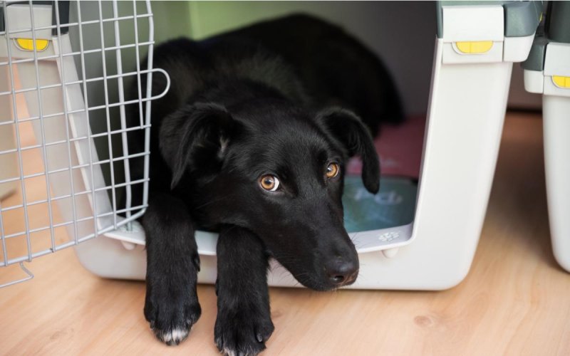 dog relaxing at the cage