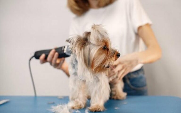 The Best Dog Groomers in West Palm Beach, Florida