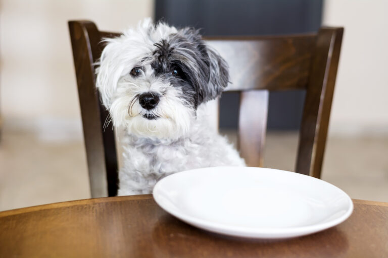Doggy Dining Do’s and Don’ts & The Best Pet-Friendly Restaurants in West Palm Beach