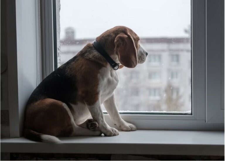 Dealing with Separation Anxiety in Dogs: Tips for a Calm and Happy Pup
