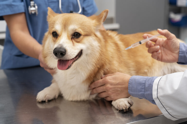 The Importance of Regular Dog Vaccination and the Top Veterinary Clinics in West Palm Beach, Florida