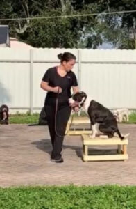 Laura — Off Leash K9 Training of West Palm Beach