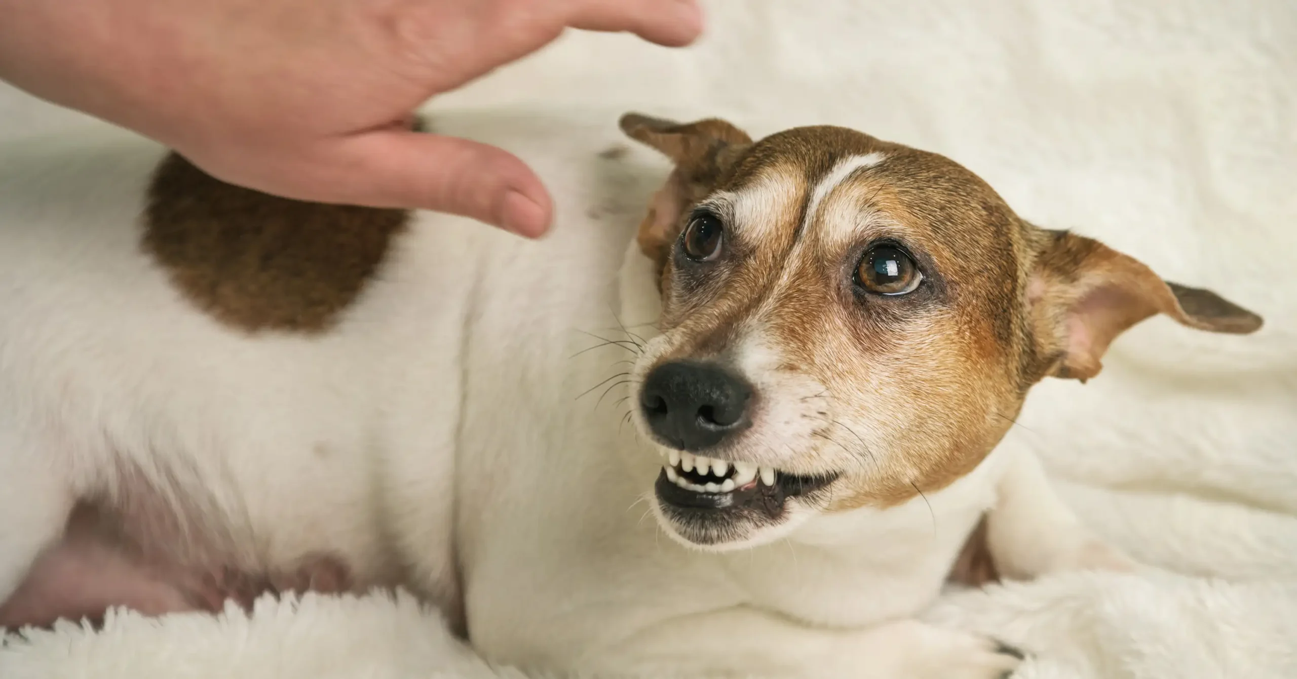 Trainer rehabilitating a reactive dog in an aggressive dog training program in West Palm Beach