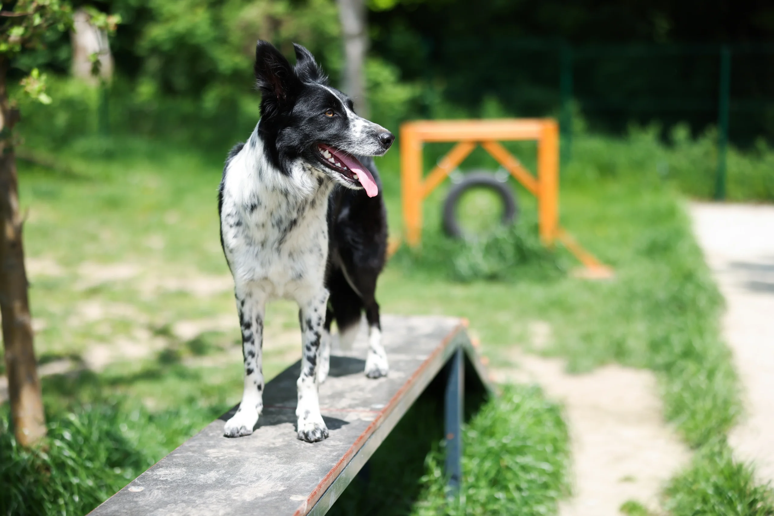 Board and train dog boarding with a professional trainer in West Palm Beach