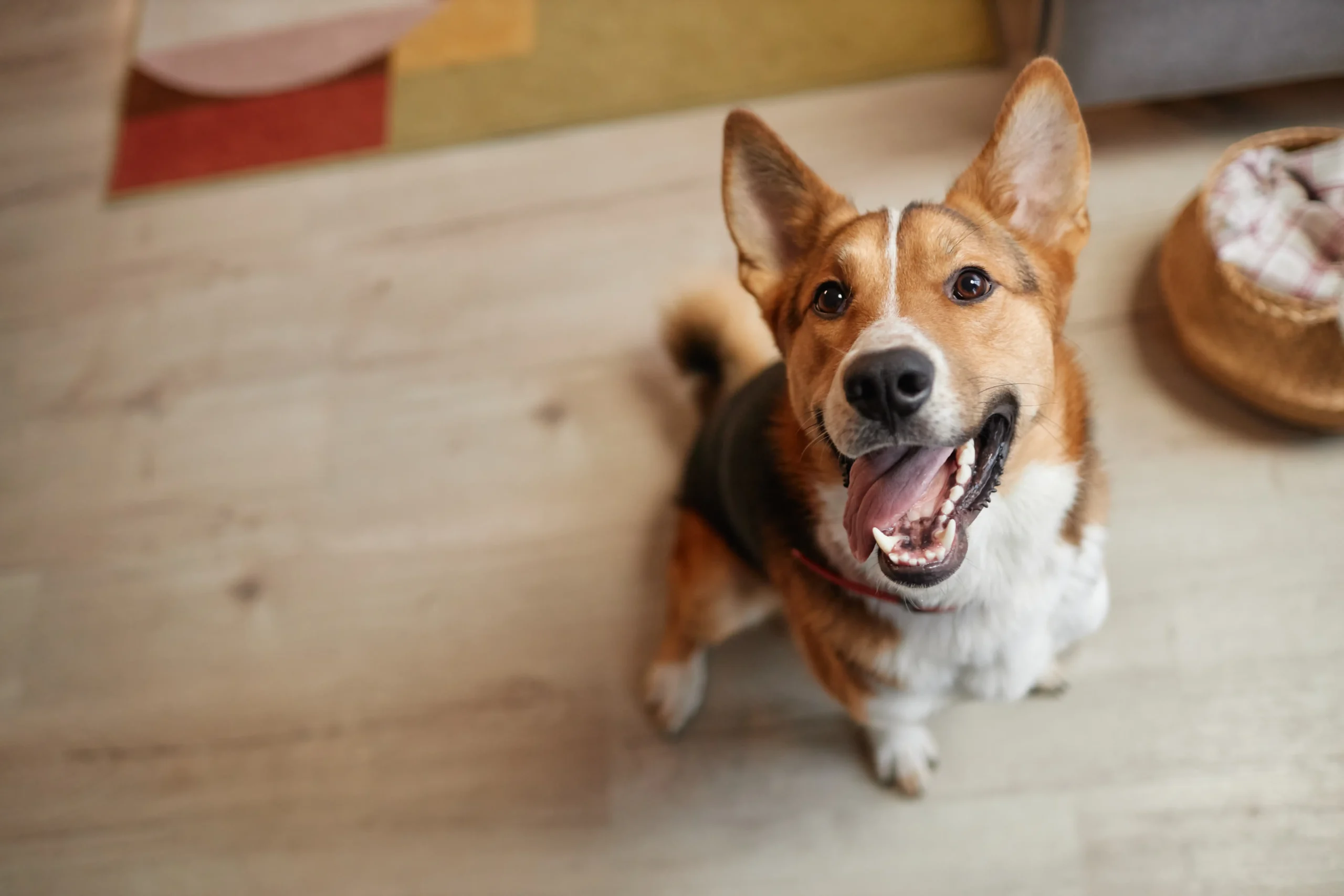 Trainer working with a dog during an in-home dog training lesson in West Palm Beach