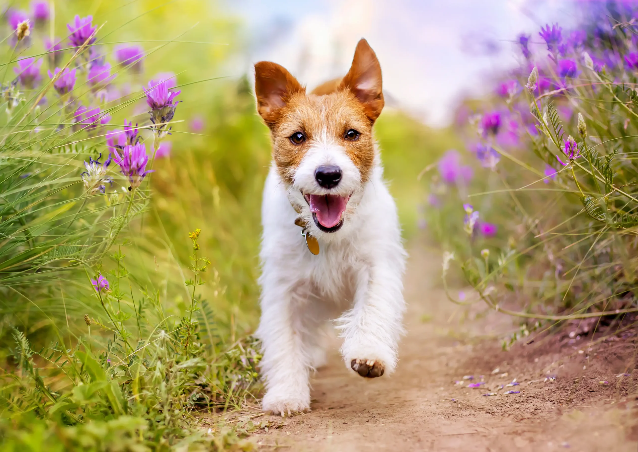 Puppy learning early obedience in a West Palm Beach puppy training program