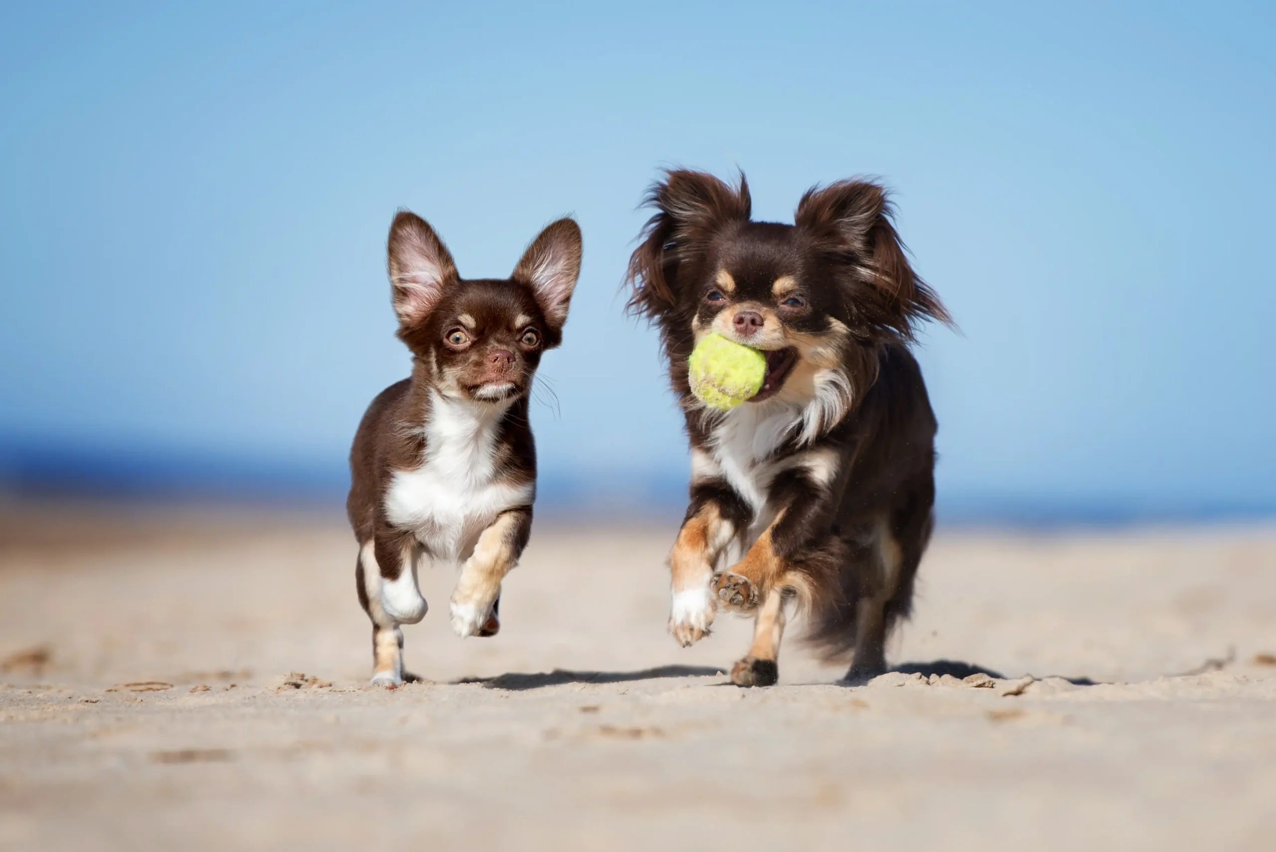 Off Leash K9 Training dog trainer working with a dog in West Palm Beach, Florida