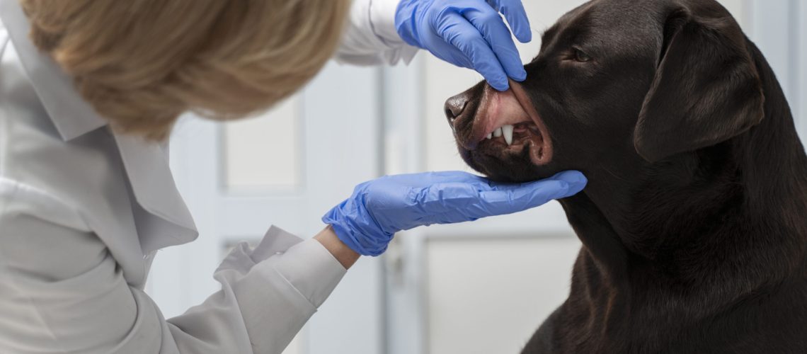close-up-doctor-checking-dog